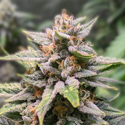 Exploring the Best Marijuana Seeds Yukon Has to Offer Exploring the Best Marijuana Seeds Yukon Has to Offer