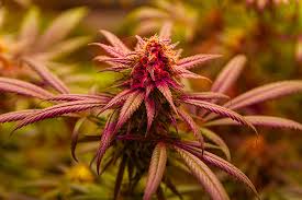 Exploring the Best Marijuana Seeds Yukon Has to Offer Exploring the Best Marijuana Seeds Yukon Has to Offer